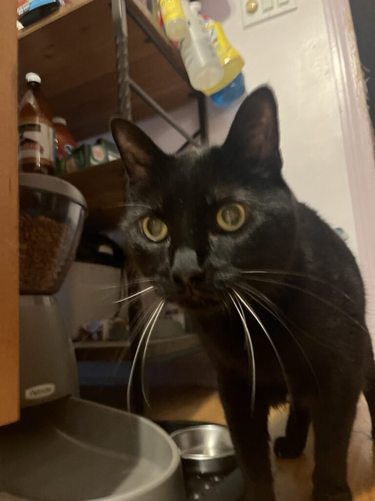 Purrfect time
