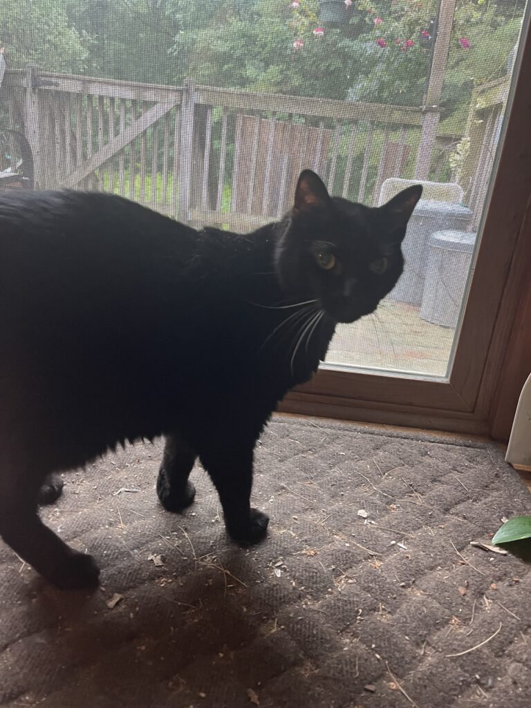 Cash & catnip