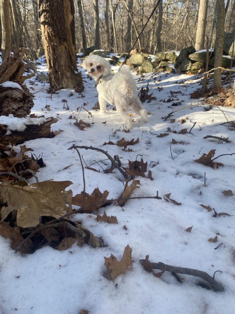 New Trail Thursday 🦴