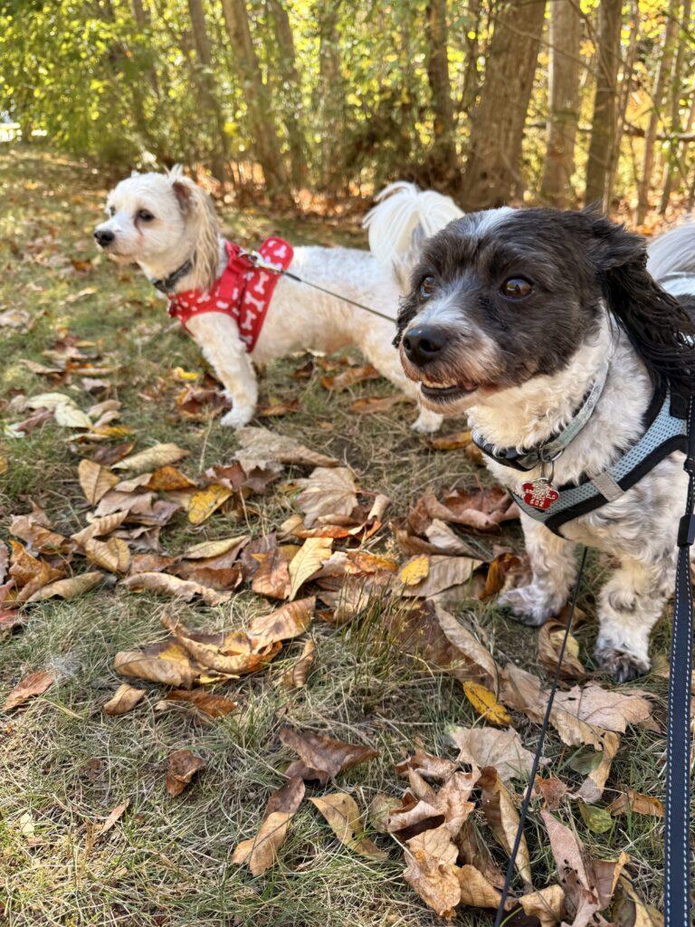 Fall Potatoes