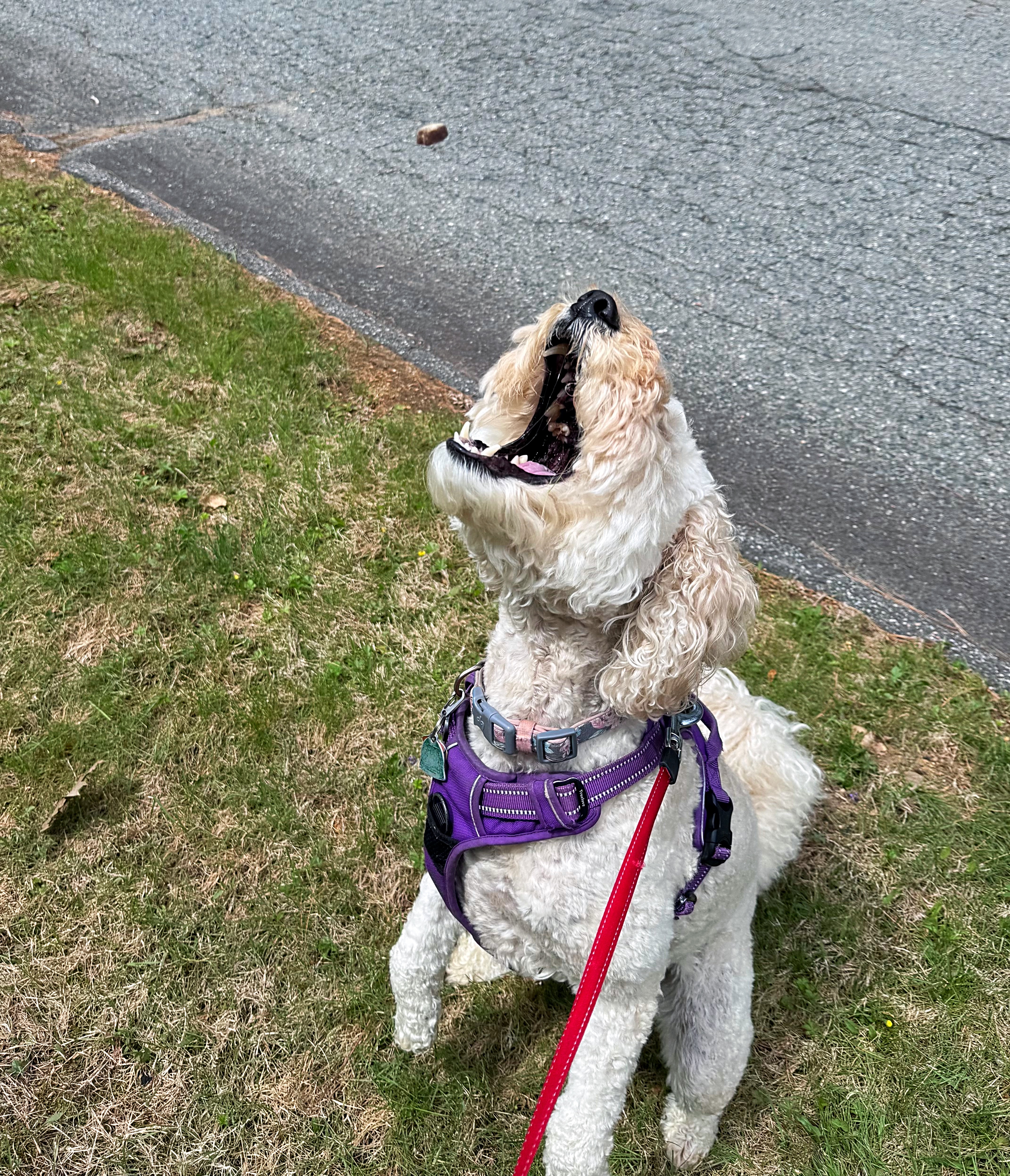 Monday Zoomies