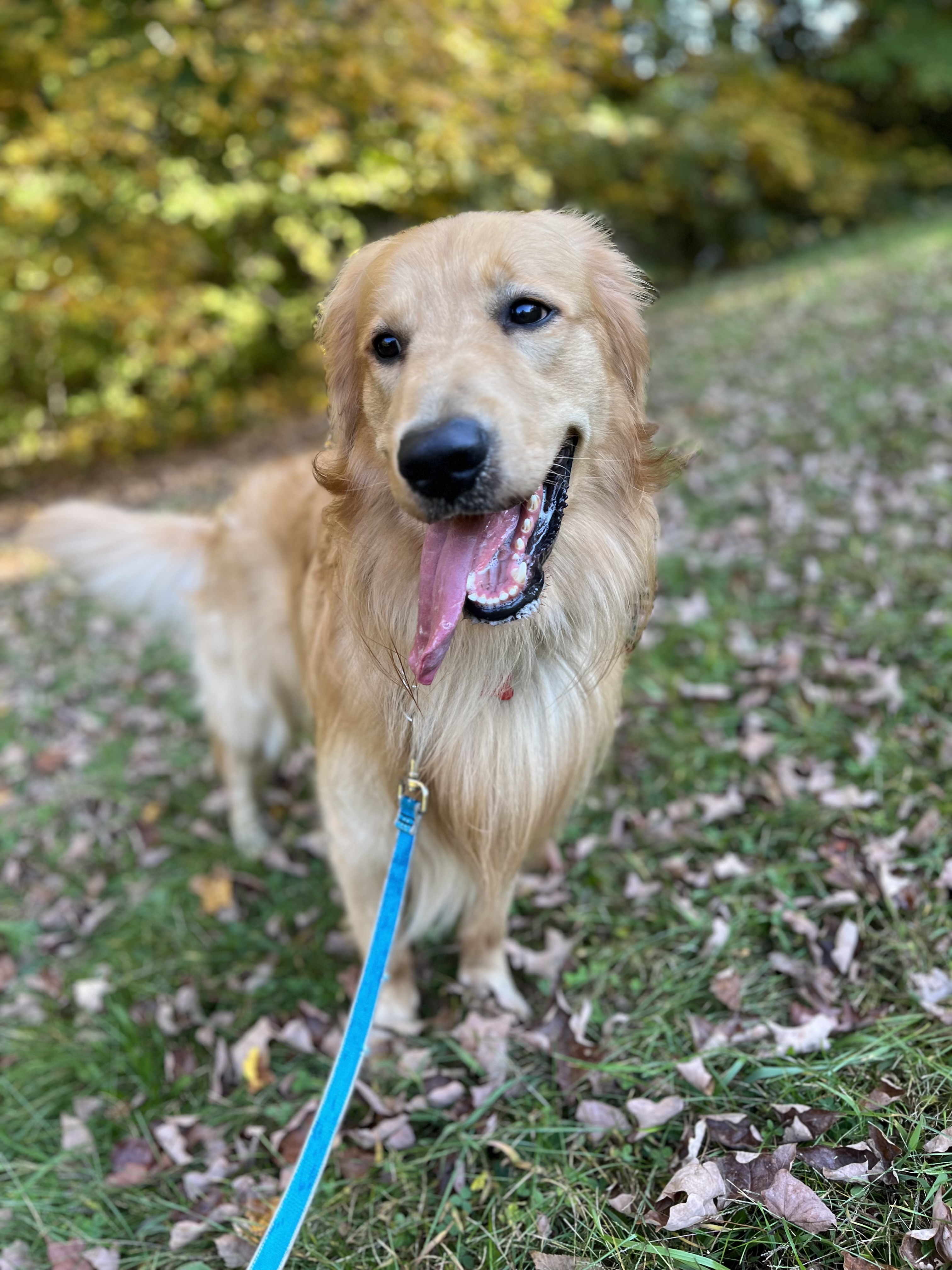 Fun in the leaves 🍁