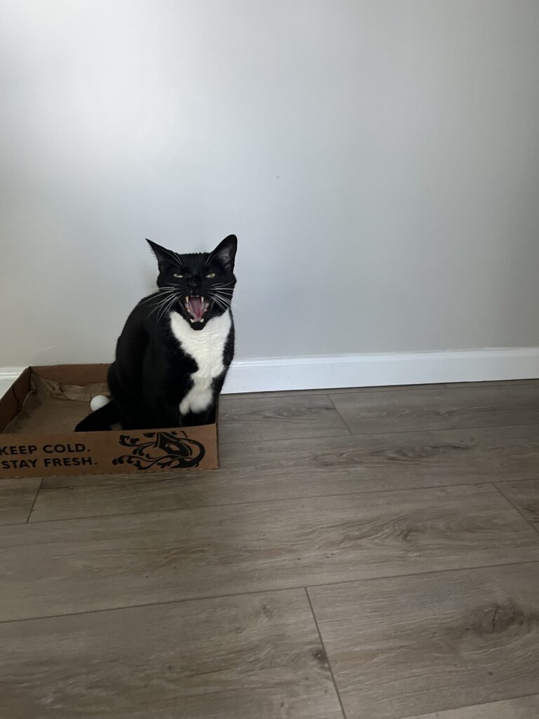 Monday Meowings