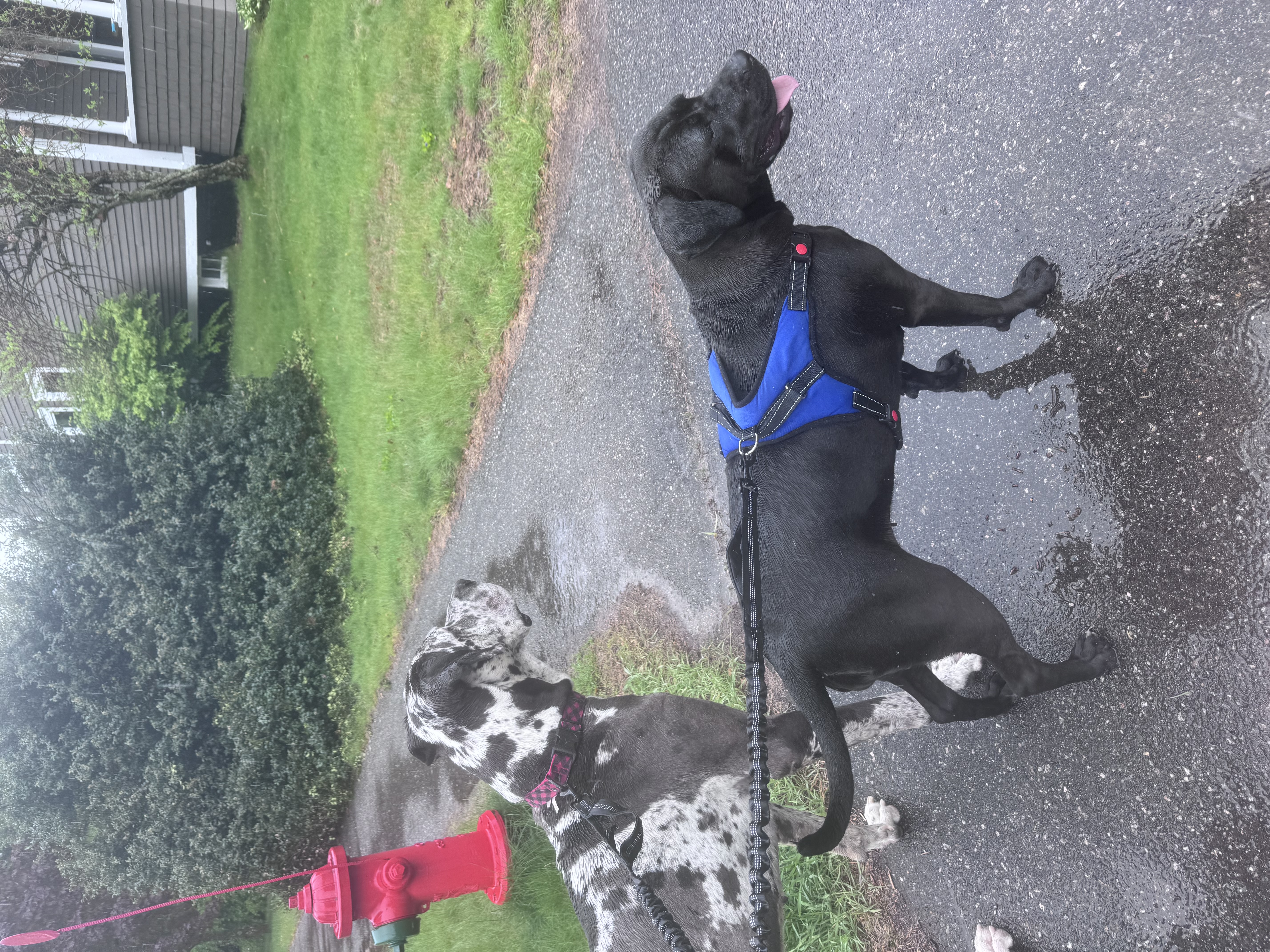 Tandem Thursday 🐶🐶