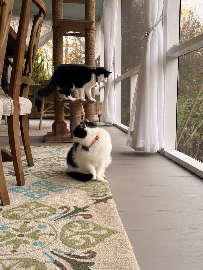 New Friends