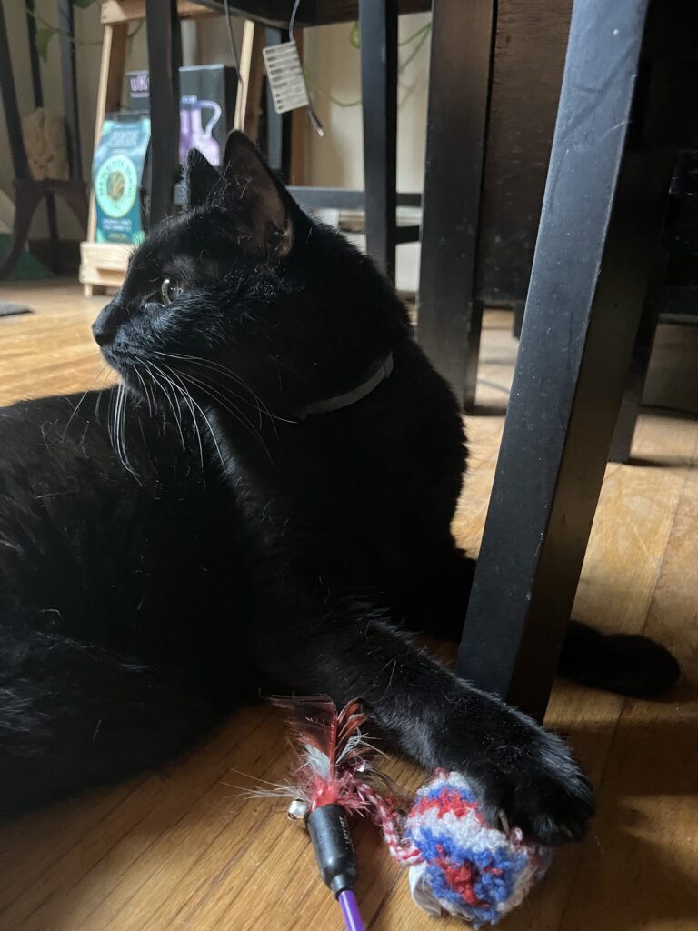 Morning meow