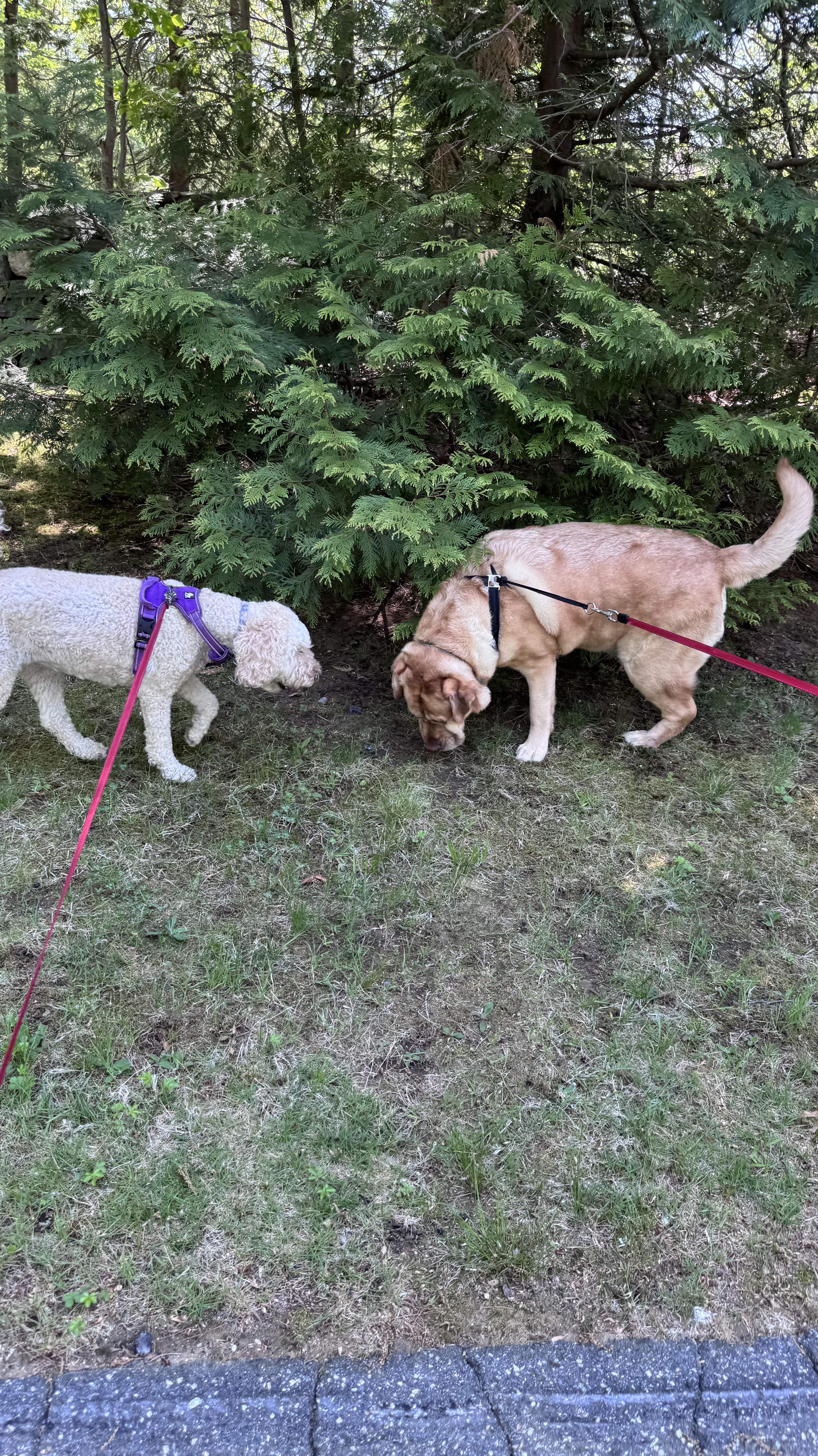 Millie & Charlie – Charlie & Millie