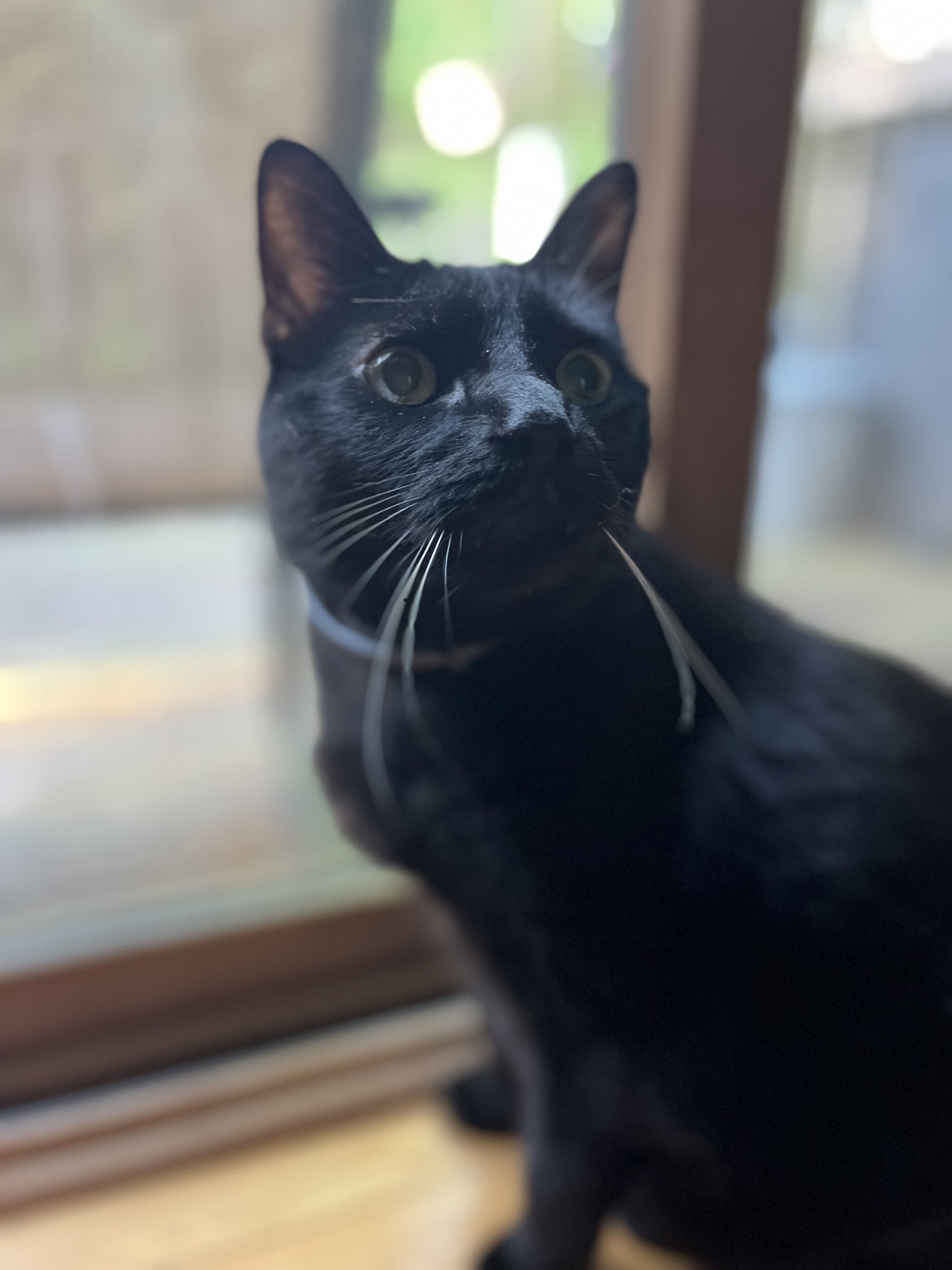 Play , Pet , Repeat