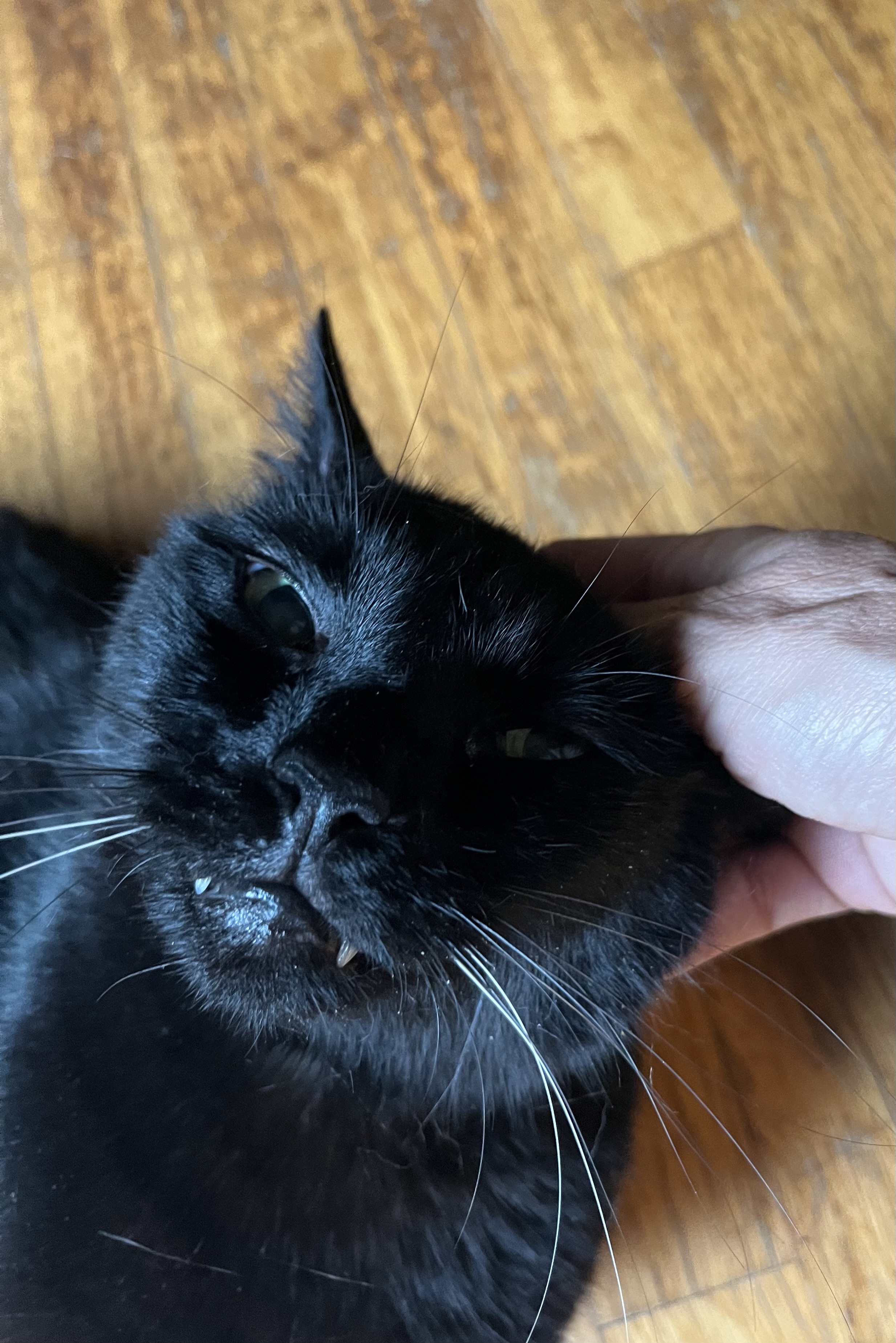 Show me those fangs