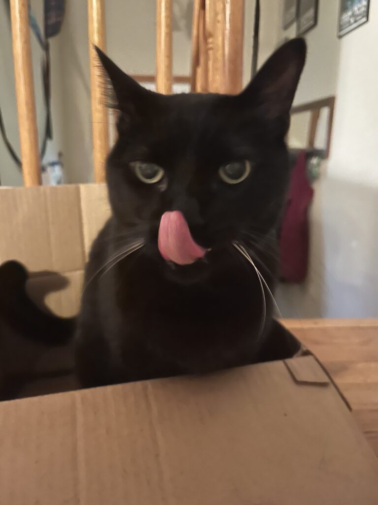 Purrfect morning