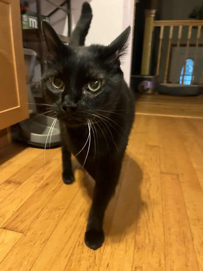 Meow machine