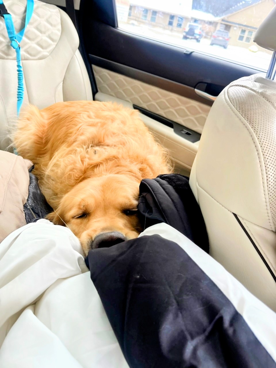 Snuggle Up With Beau: Where Warmth And Wagging Tails Meet ❤️