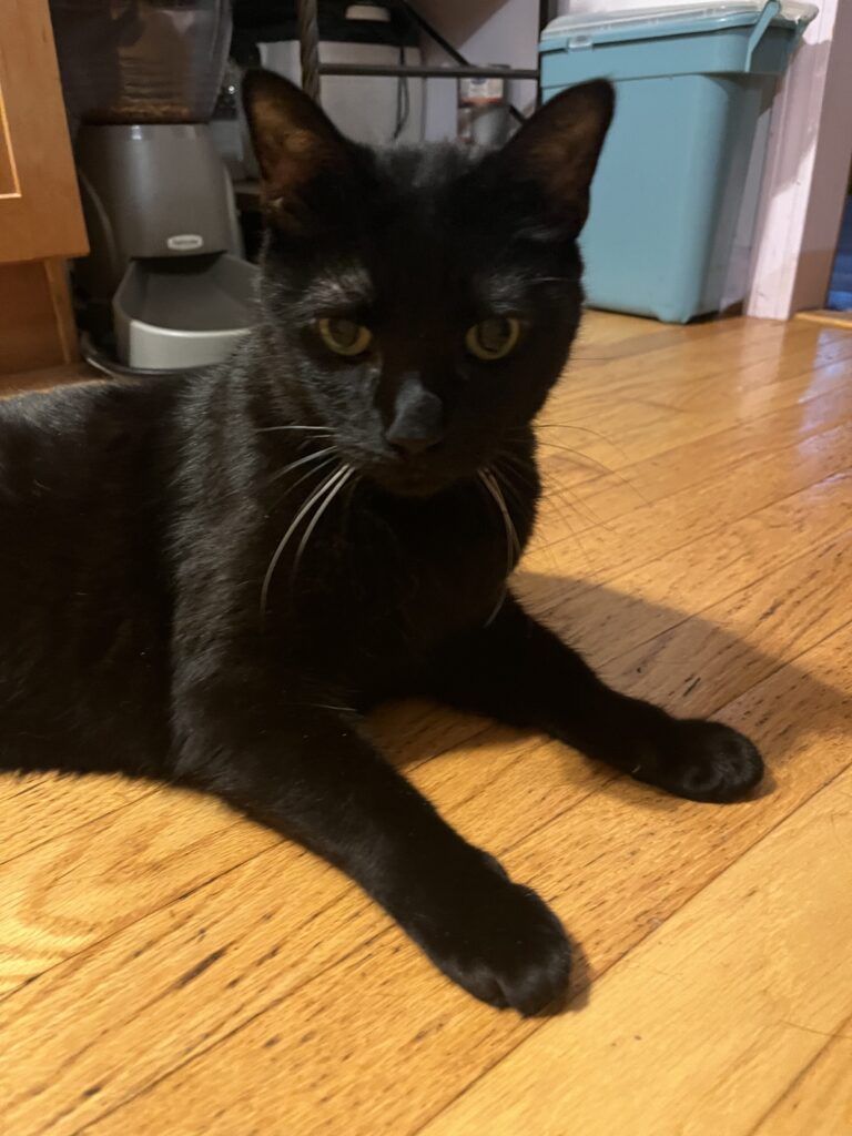 Catnado watch