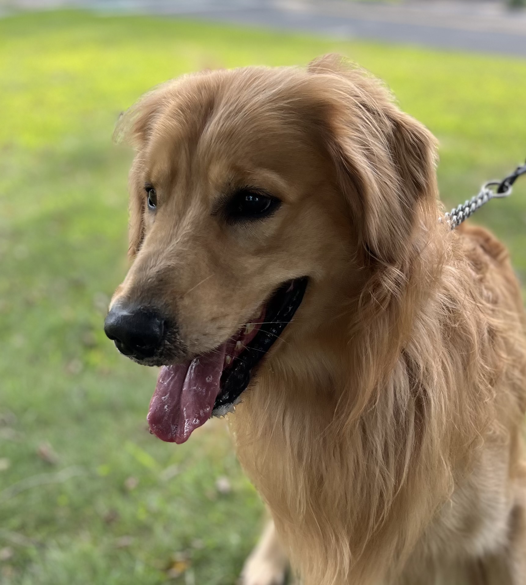 Paw-fect Walk🐾