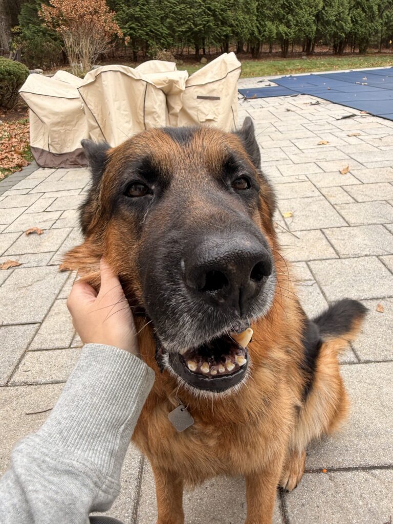Lunchtime Milkbones
