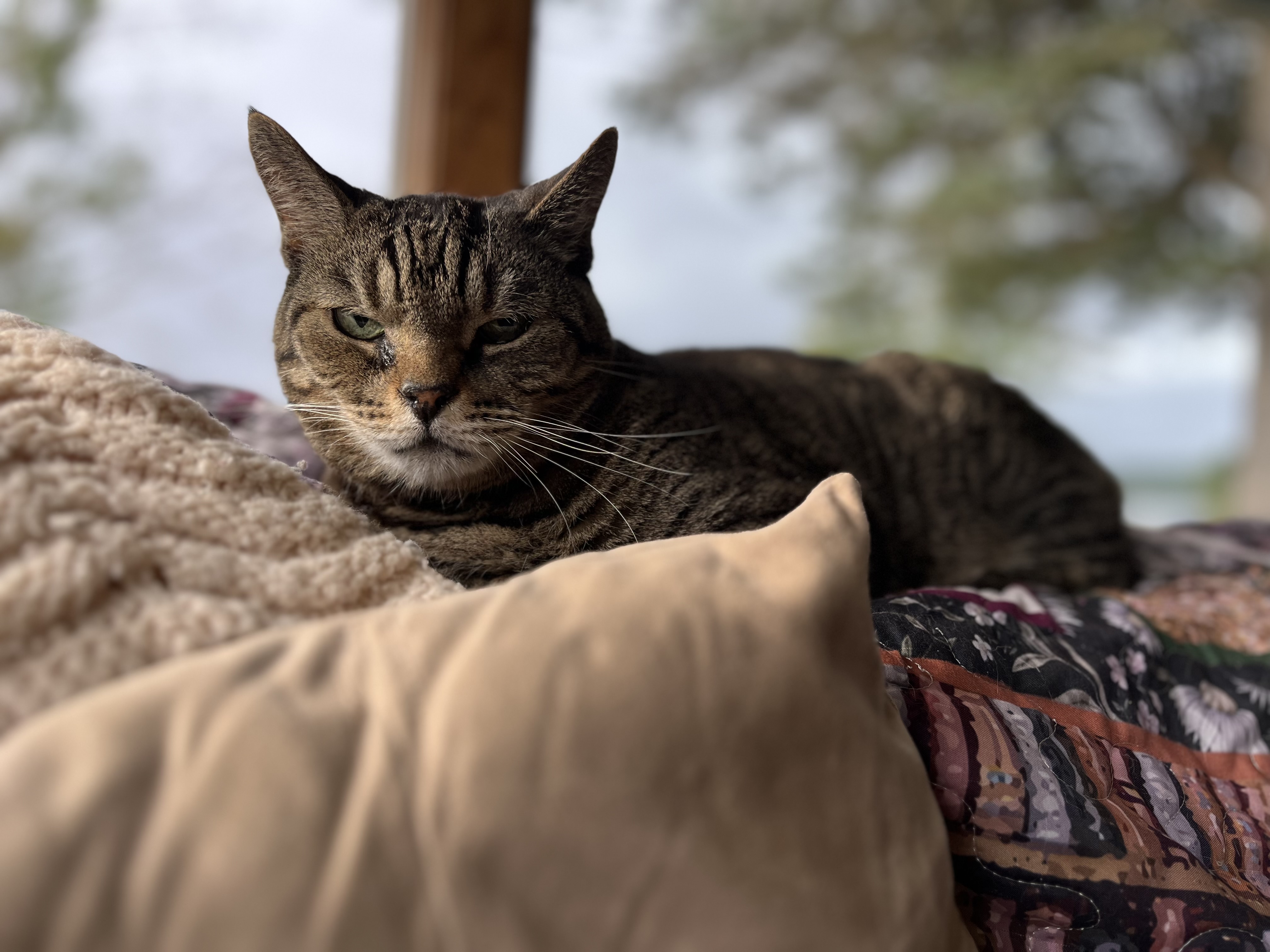 Purrfect morning with the best cat crew