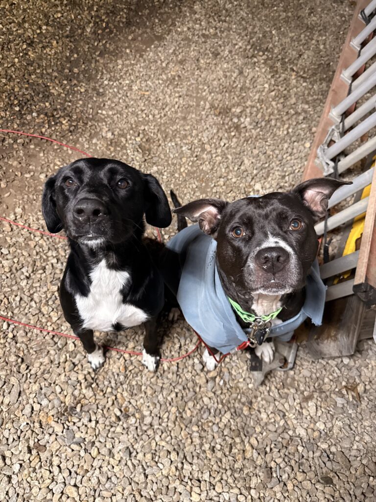 Three Muskateers