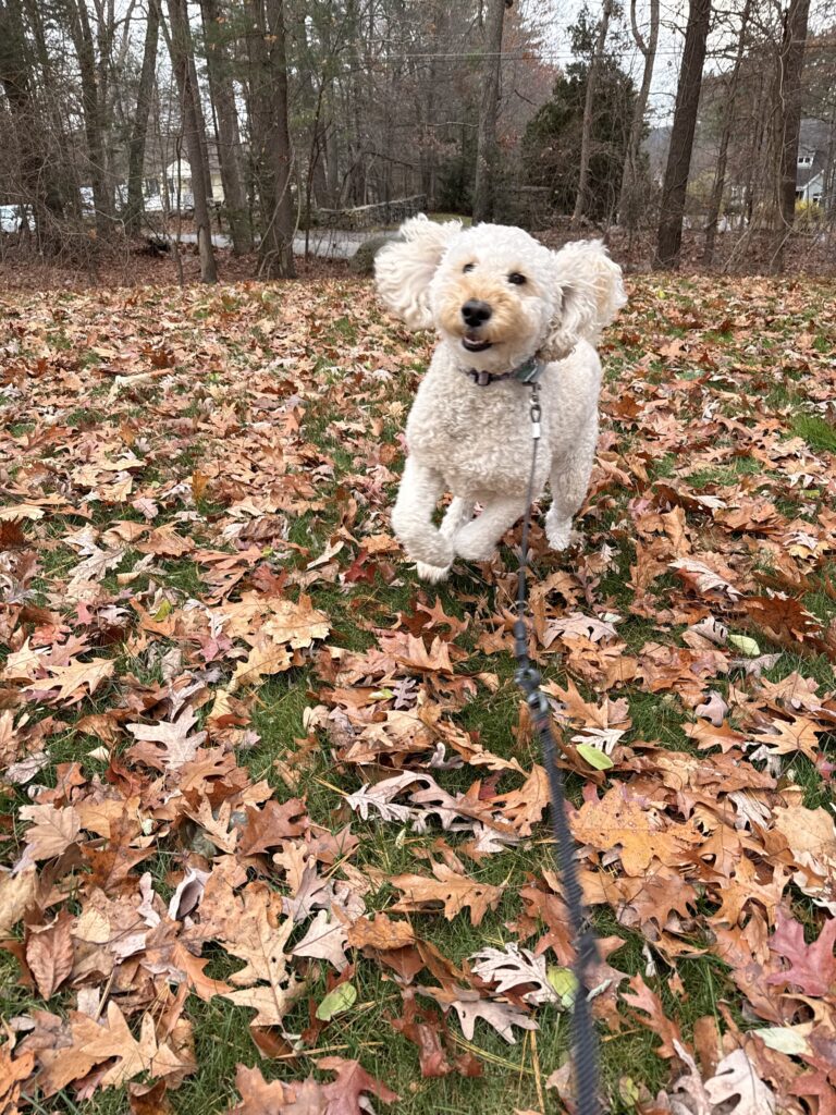 Jumping For Joy