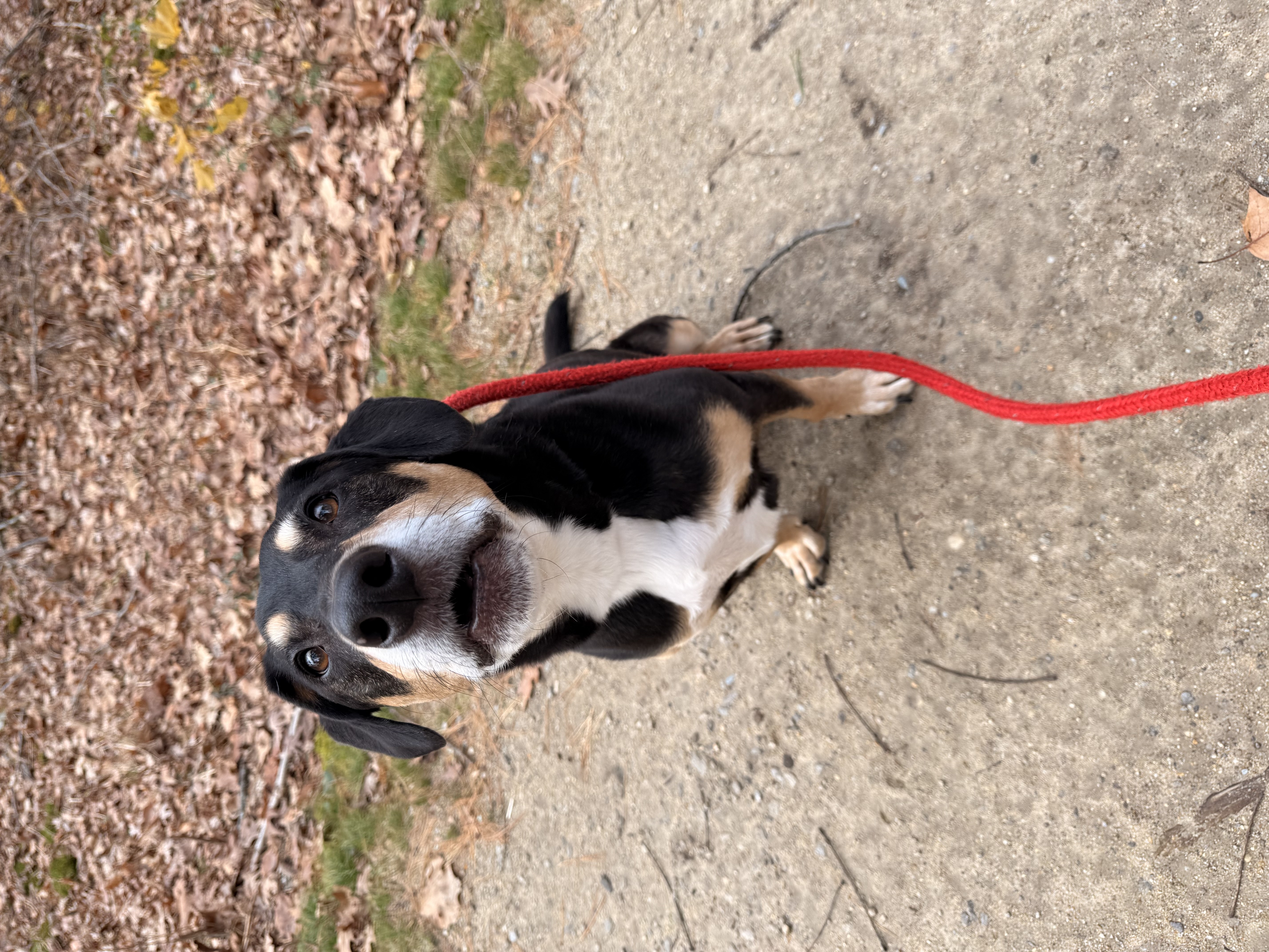 Flopping Ears