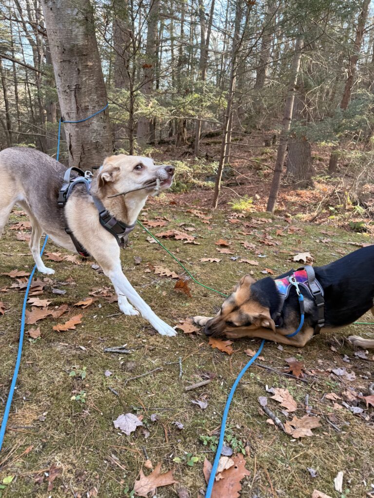 Stick Thevies