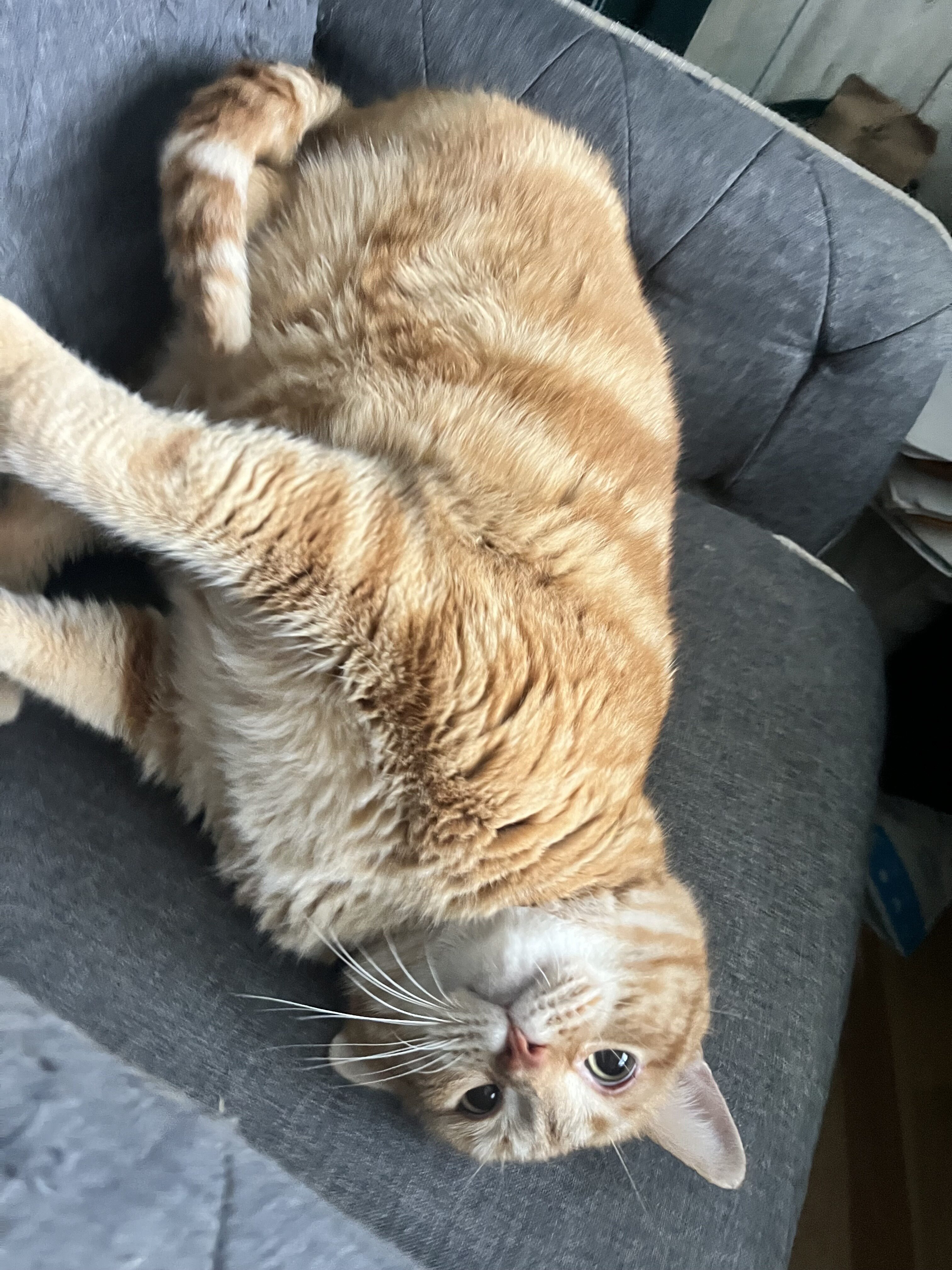 Treats Or Nothing