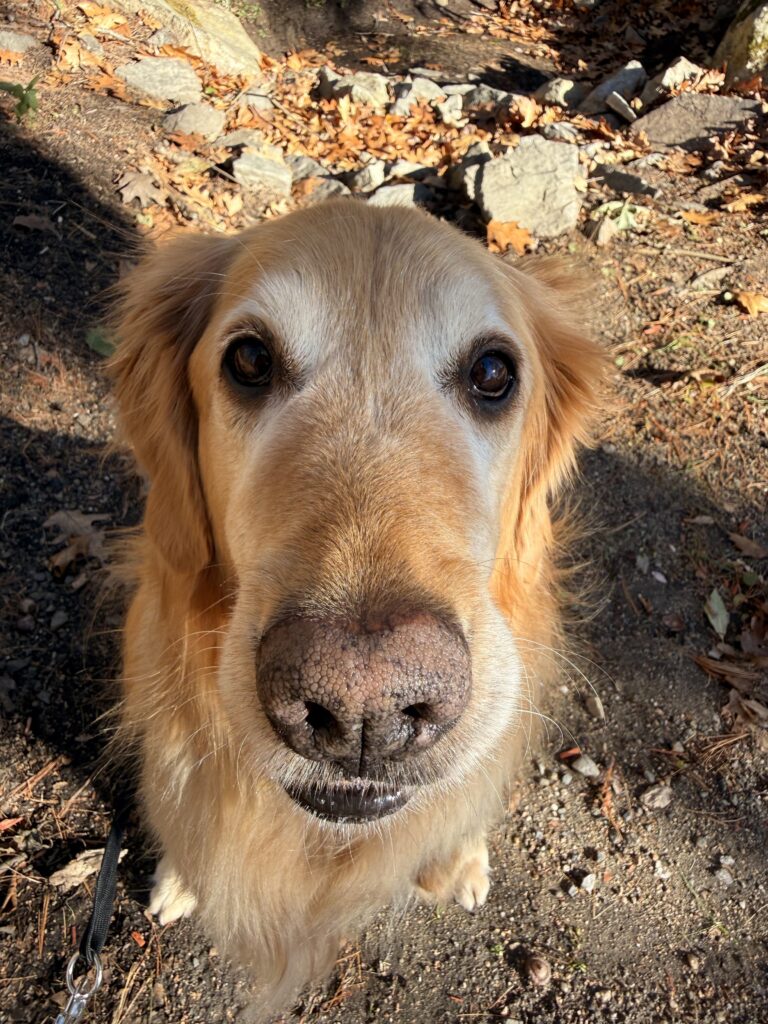 Handsome Fella