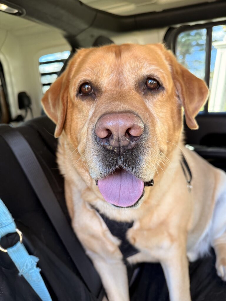 Squishy Face