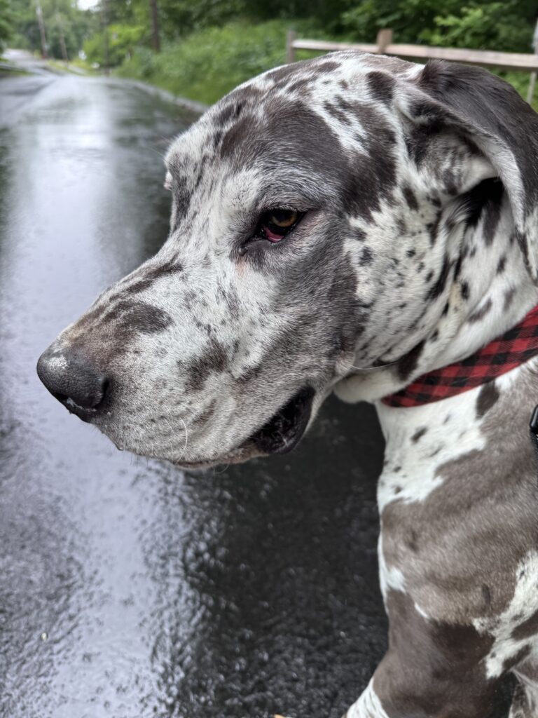 Pawfect Morning