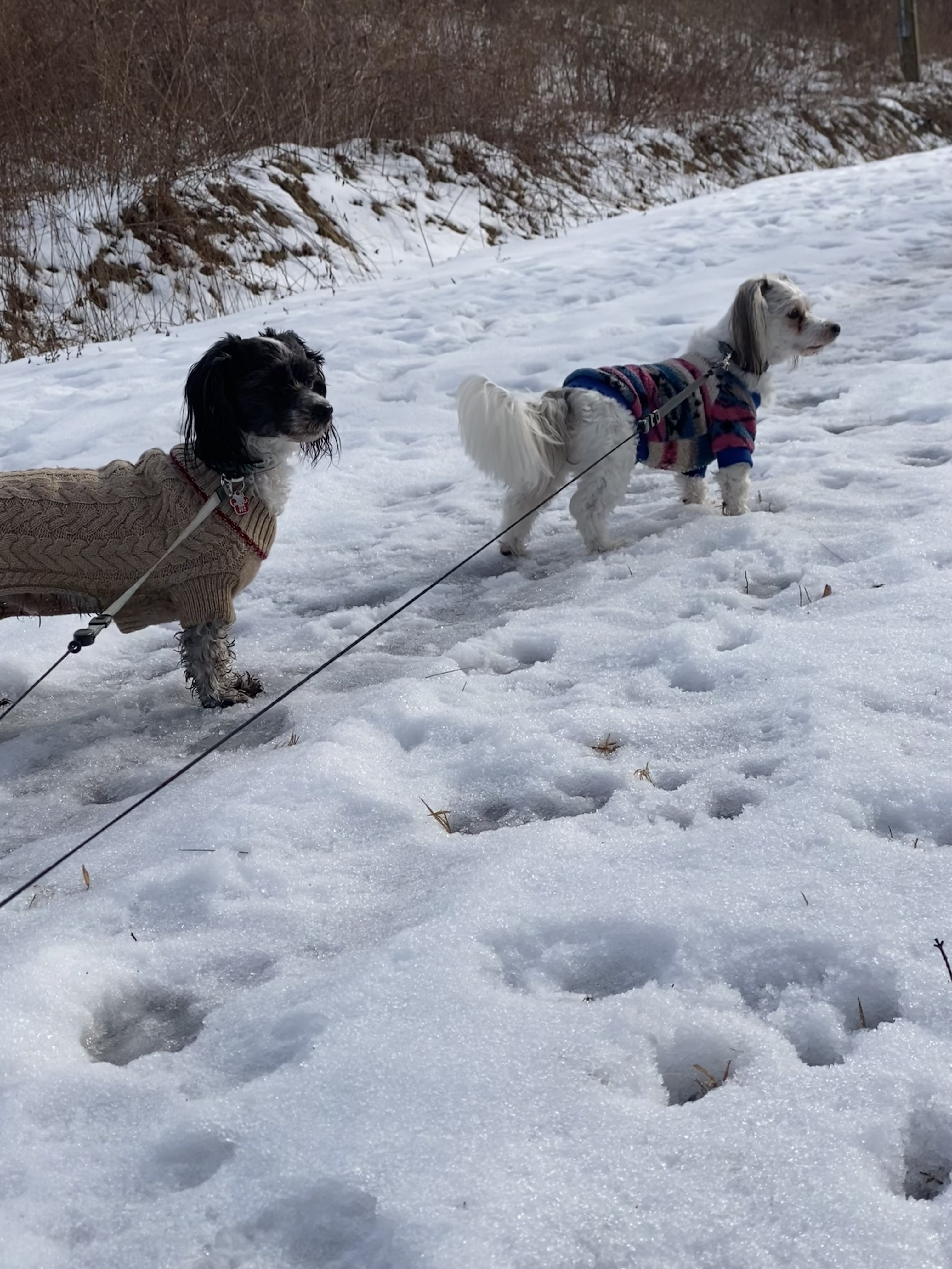 One Longs For Home. While The Other Longs For Adventure