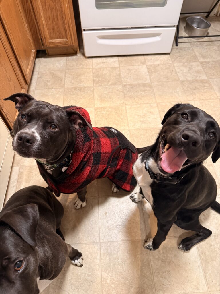 Thing 1, 2 And 3
