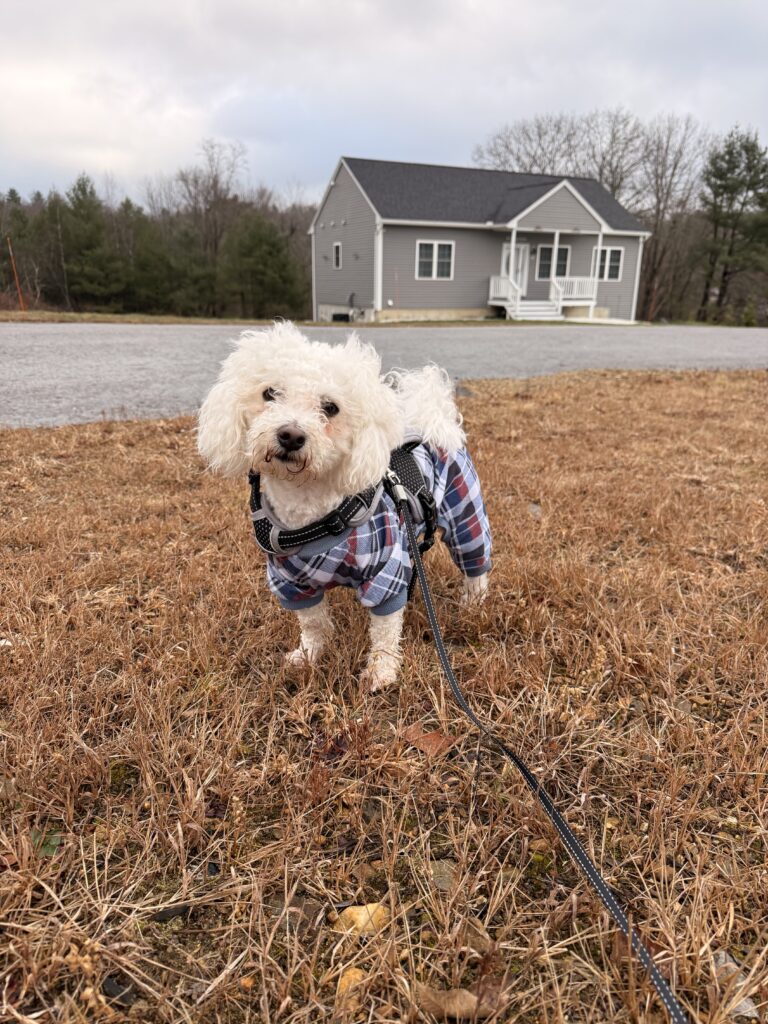 Muddy Paws