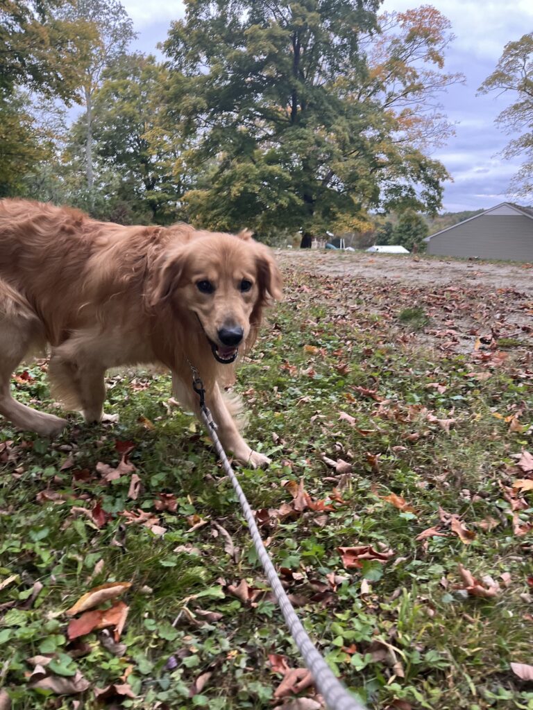 Policing the park