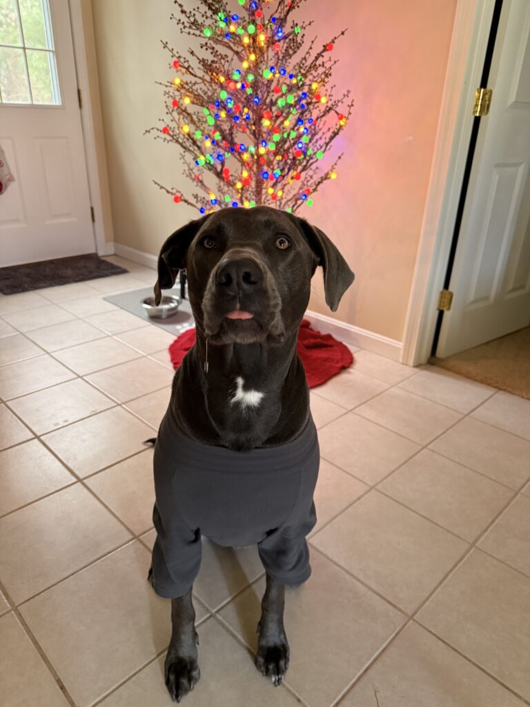 Tis The Season