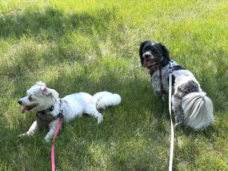 Zoomies!