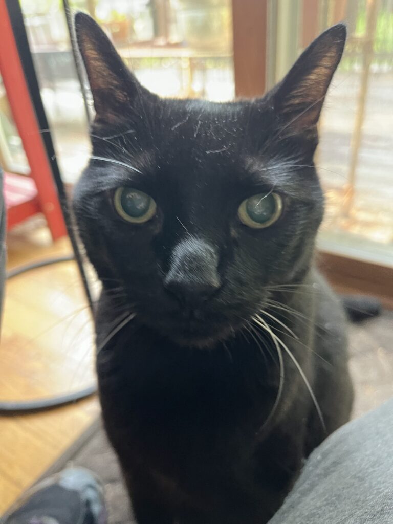 Goood Meowing