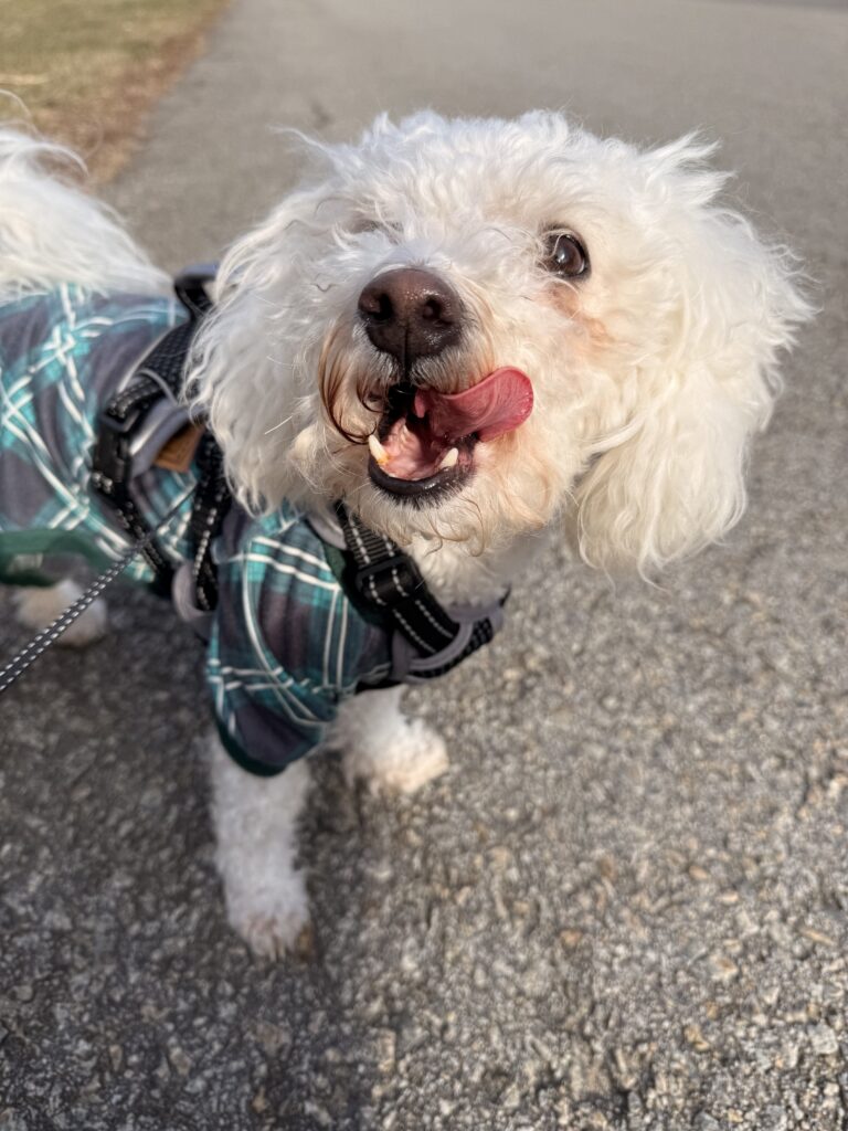 Mylo The Great