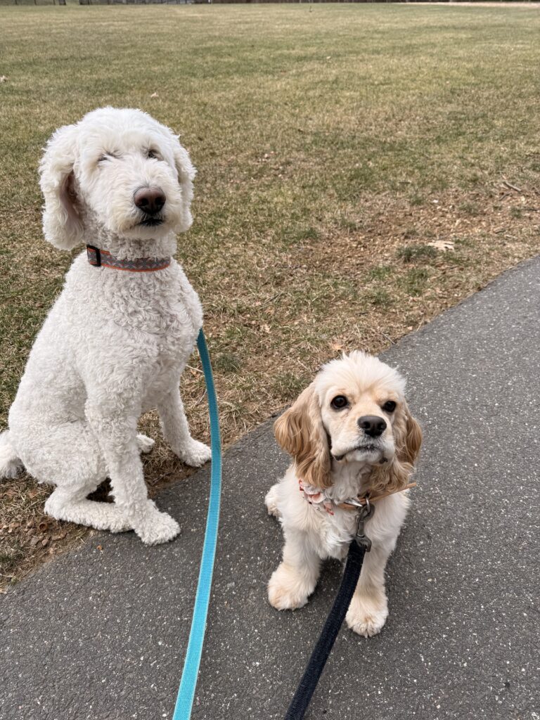 Gorgeous Ladies