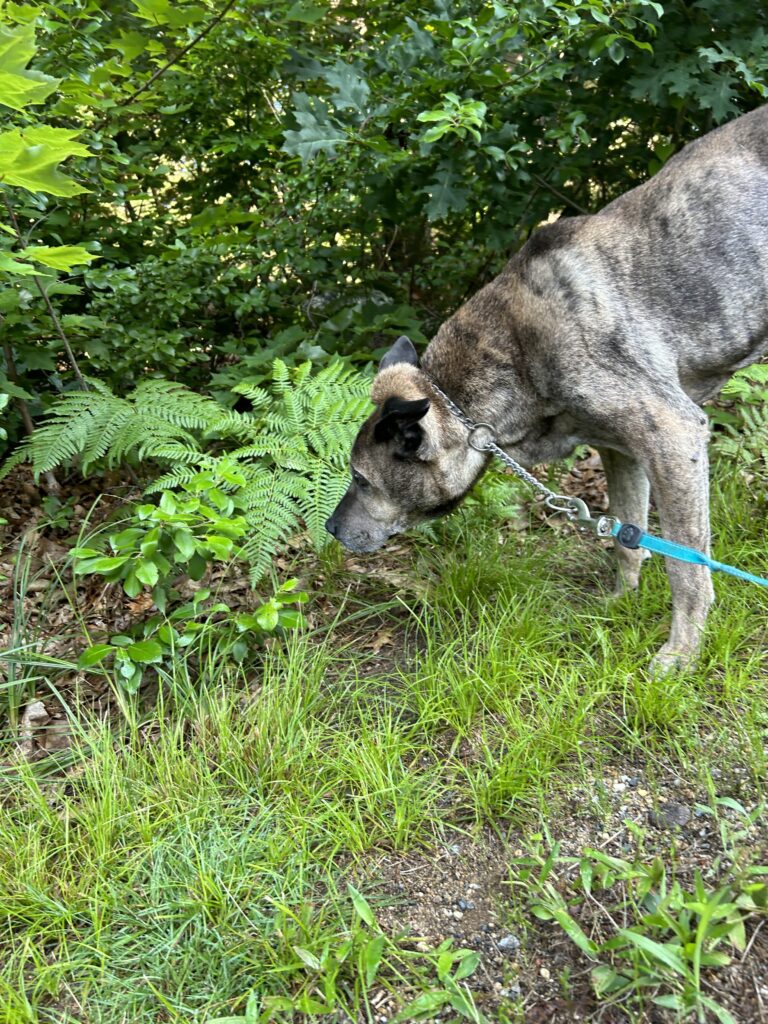 Buster loves investigating the dewy morning leaves.