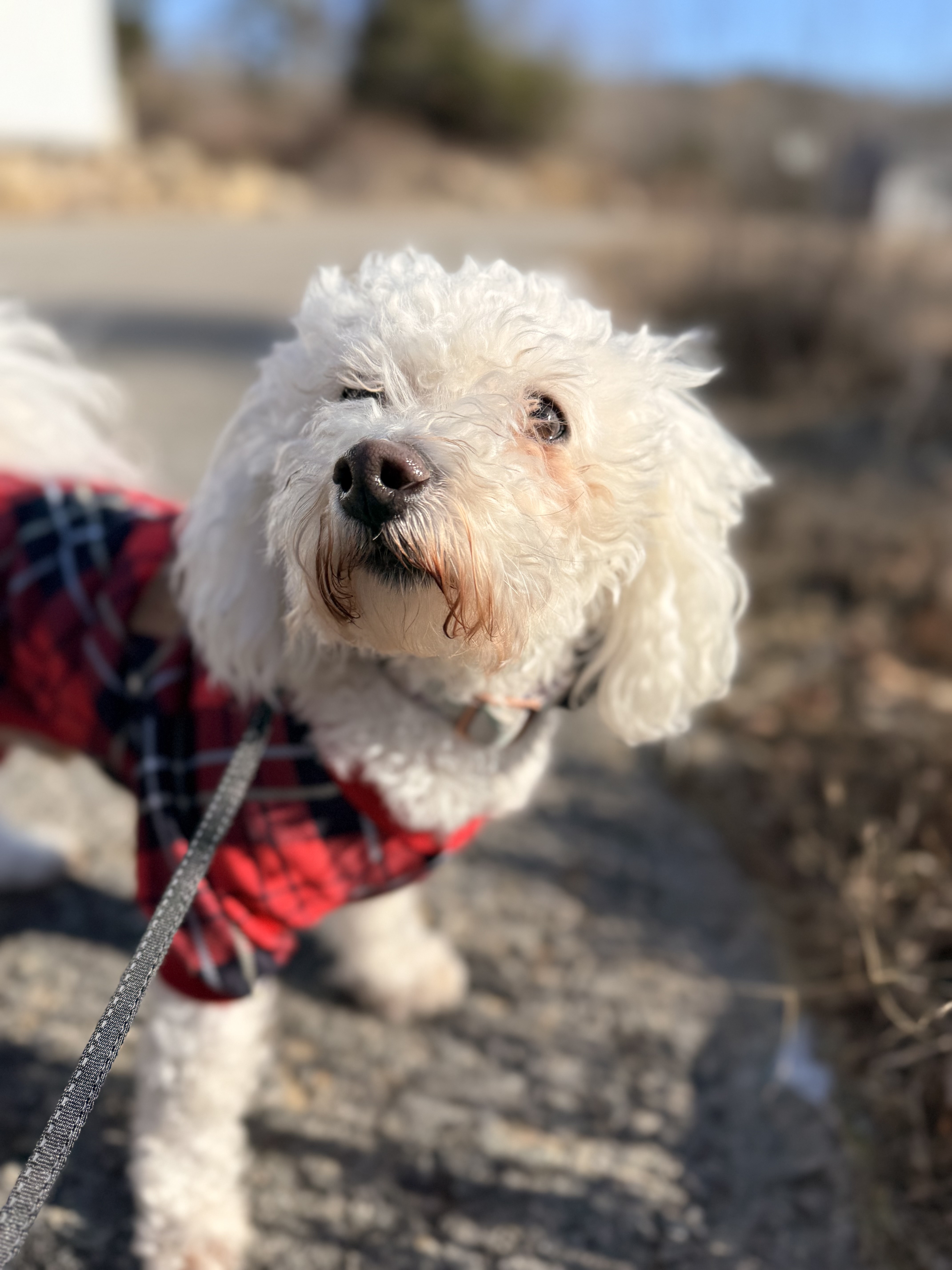 Windy Walk 💨