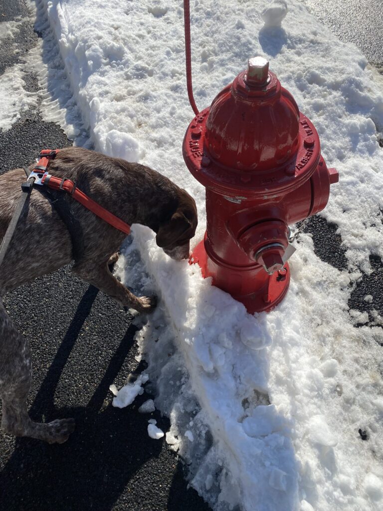The Classic Fire-hydrant🚒