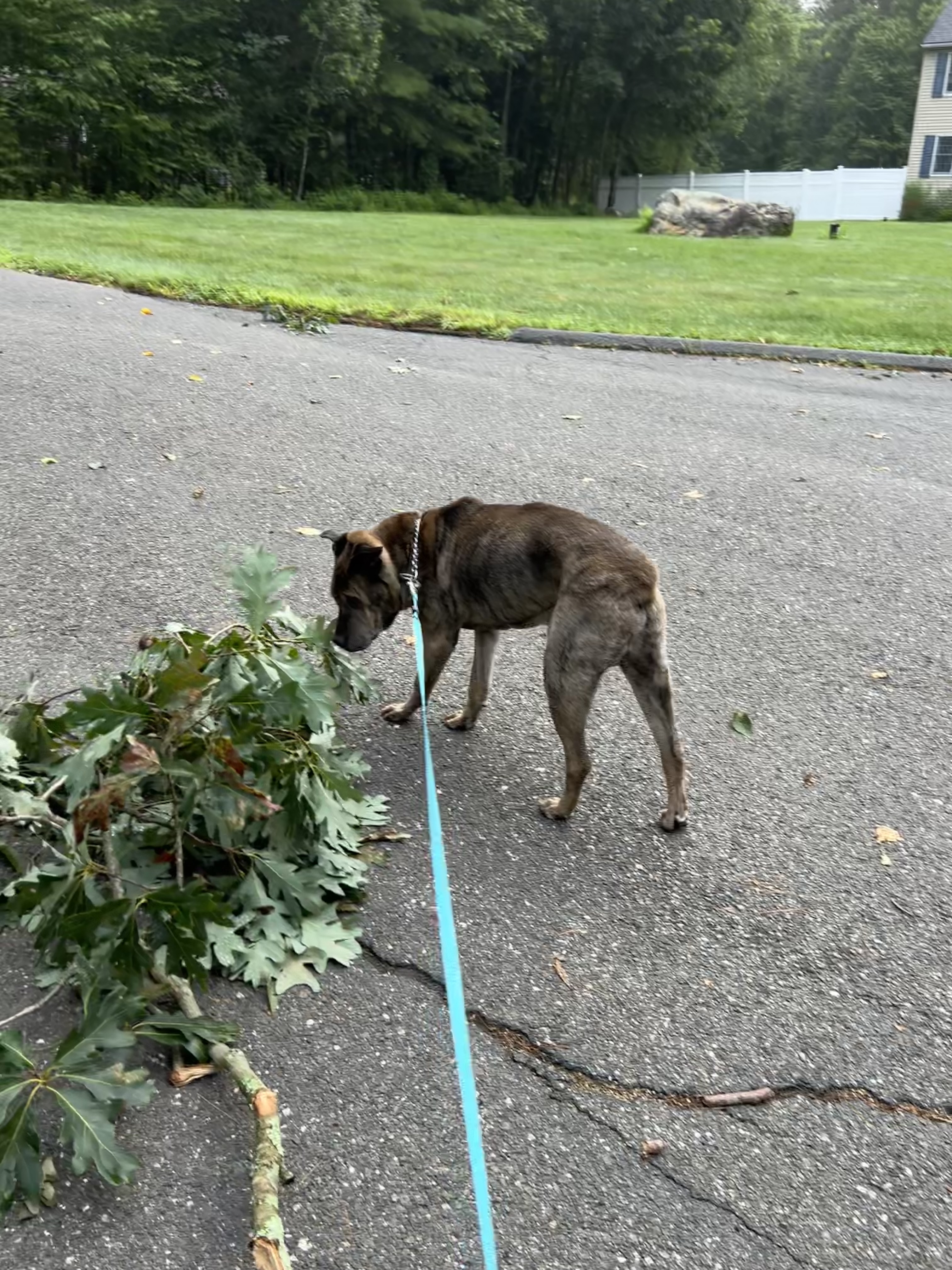 Branches down after last night’s storm