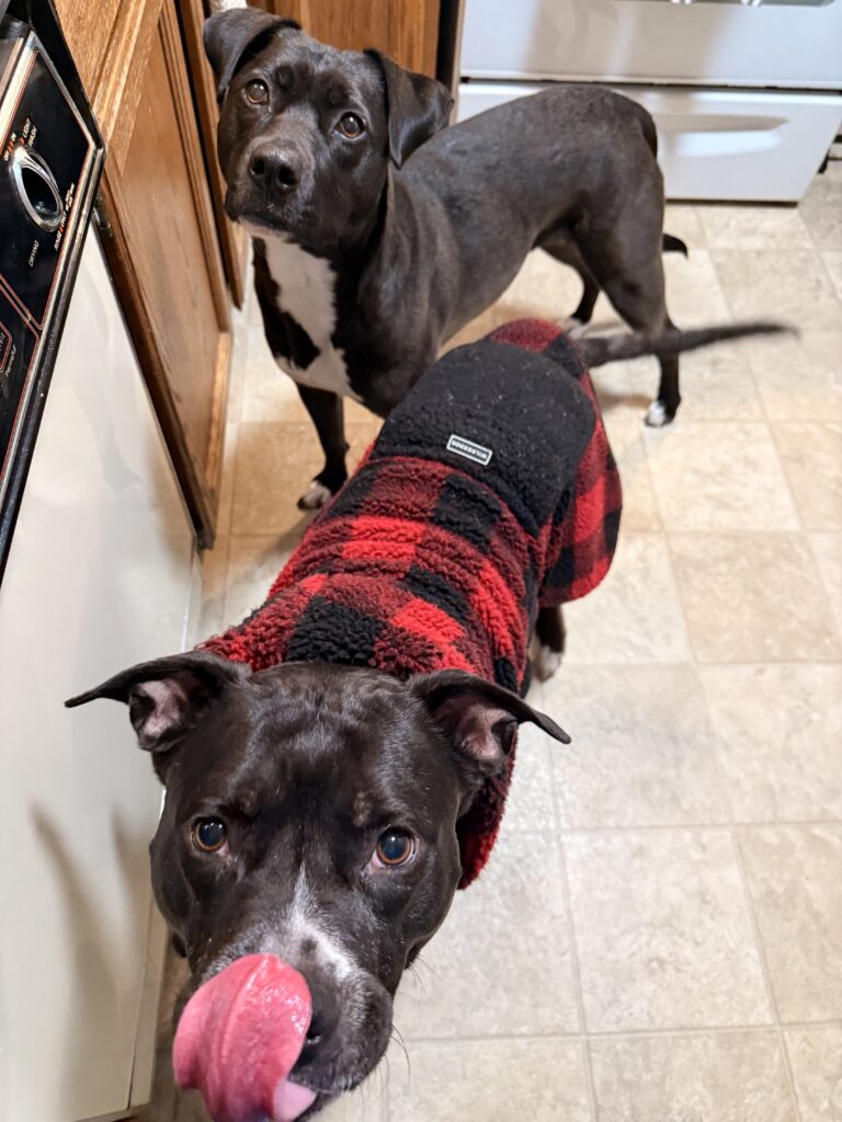 Damp Pups