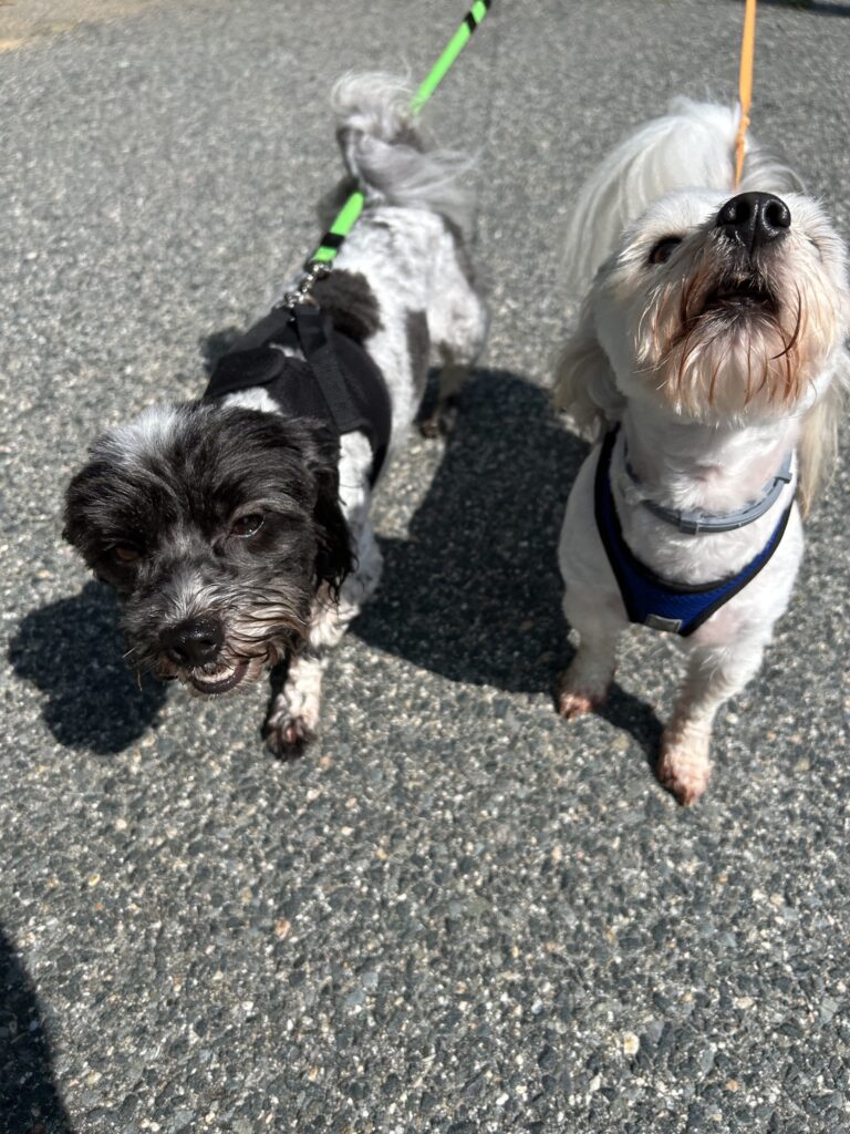 Henry and Krypto take on the heat