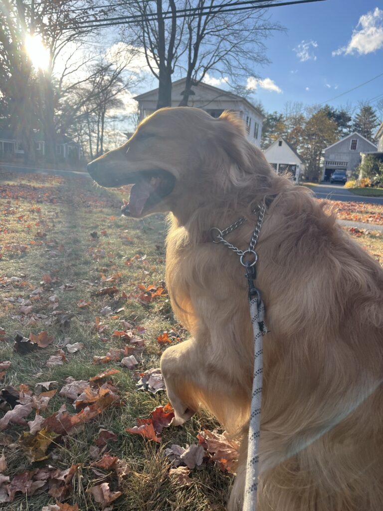 Fun in the leaves !