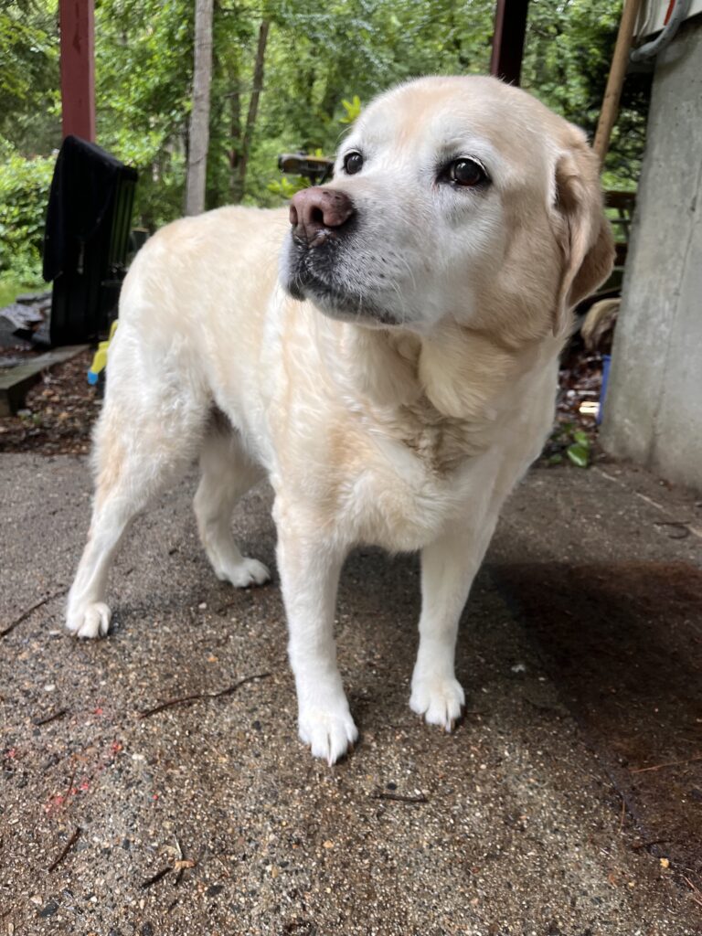 Saturday’s Pet-sitting Visit