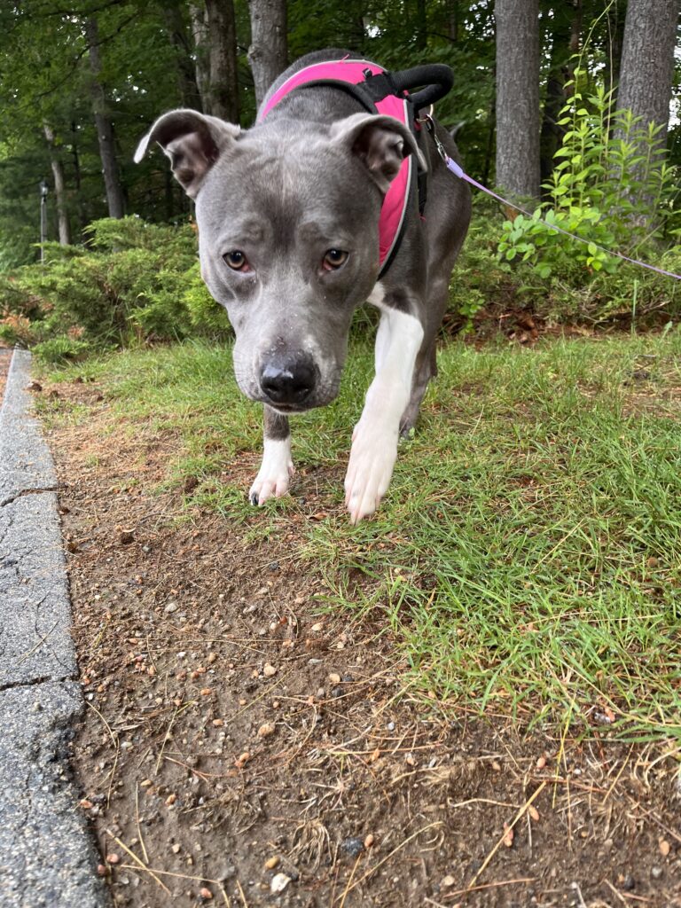 Morning Exploring With Cardi