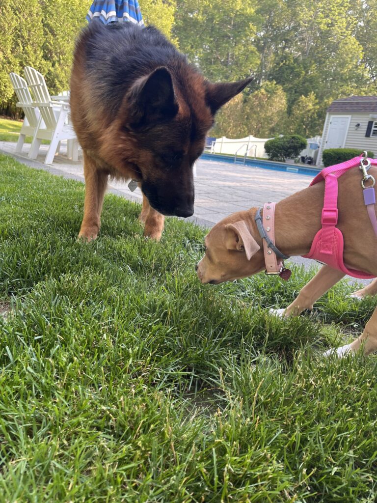 Max Makes New Friend