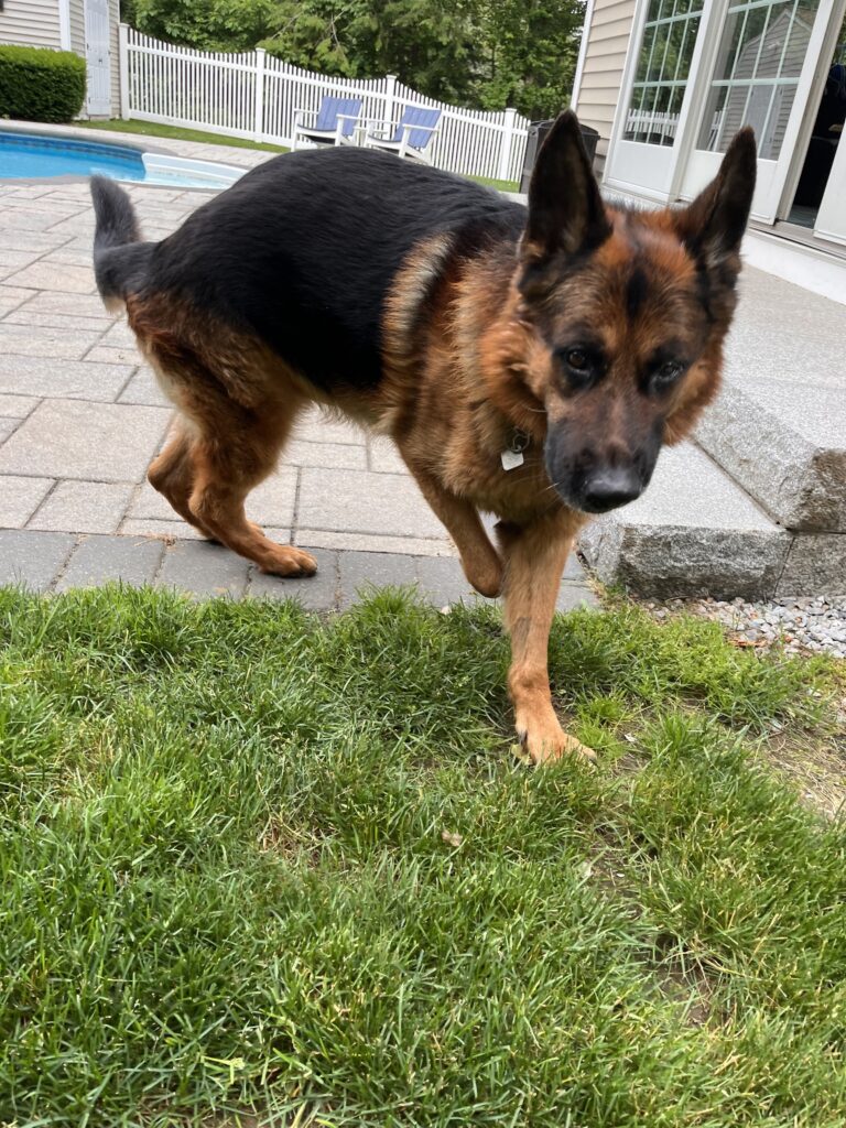 Saturday’s Pet-sitting Visit