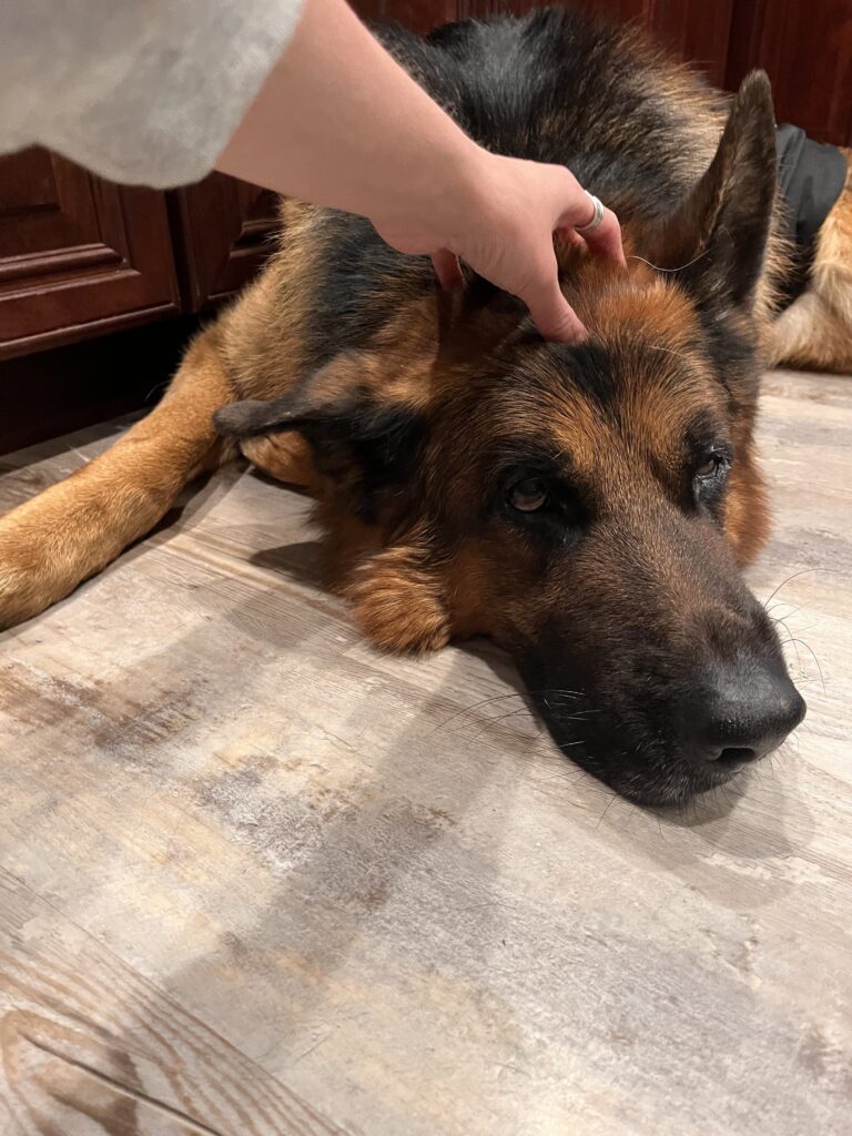 A Nice Pet-sitting Visit On A Friday