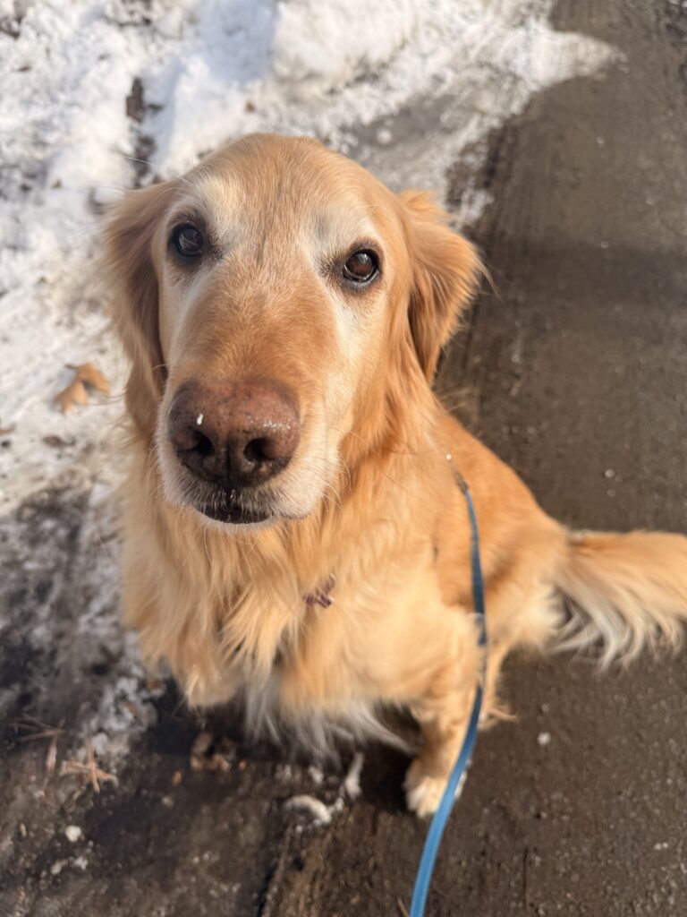 Snow Plow